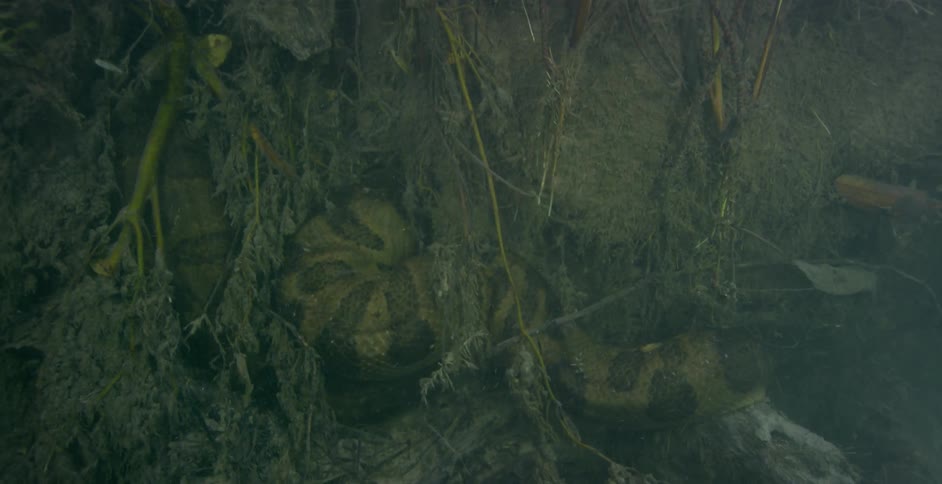 Weeds and branches float under the water