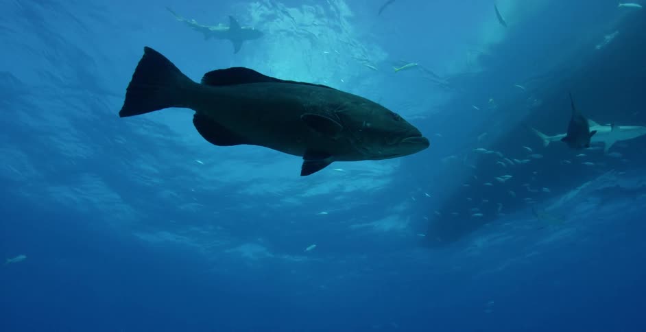 Fish swimming beneath a boat