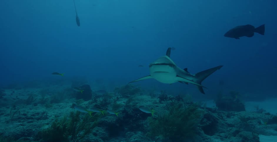 Sharks and fish swim in the ocean