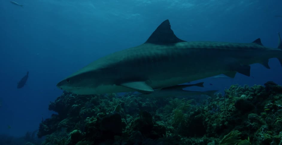 Sharks and other fish swimming in some dark waters