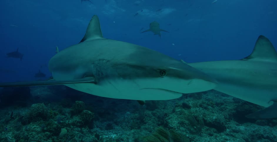 Sharks swim near coral reef and the ocean floor