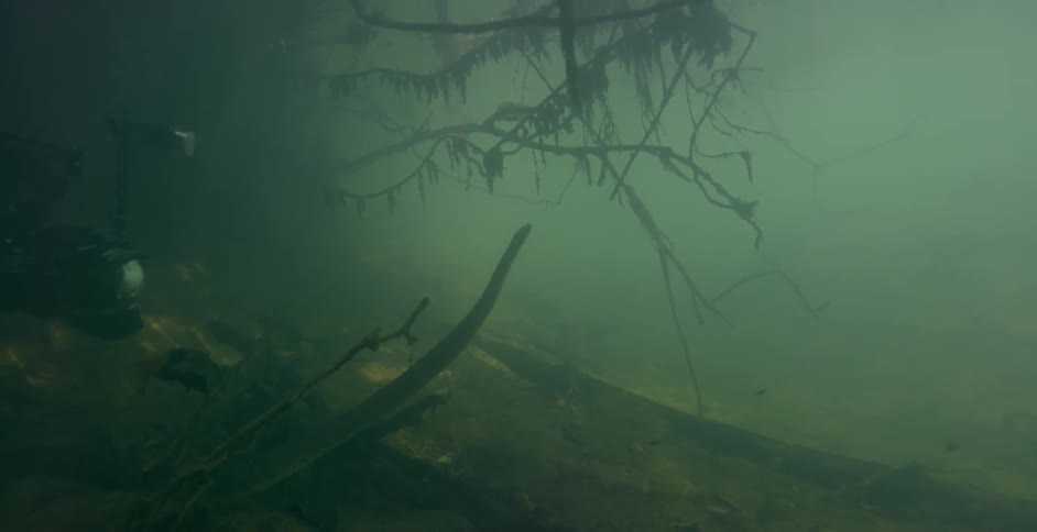 A diver photographs a large snake in murky water