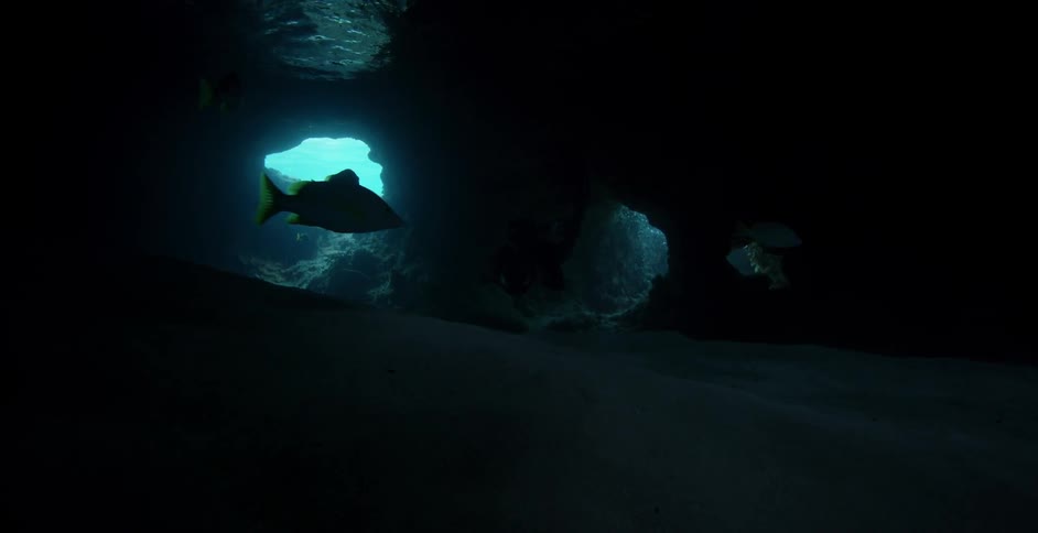 Fish swim in an underwater cave