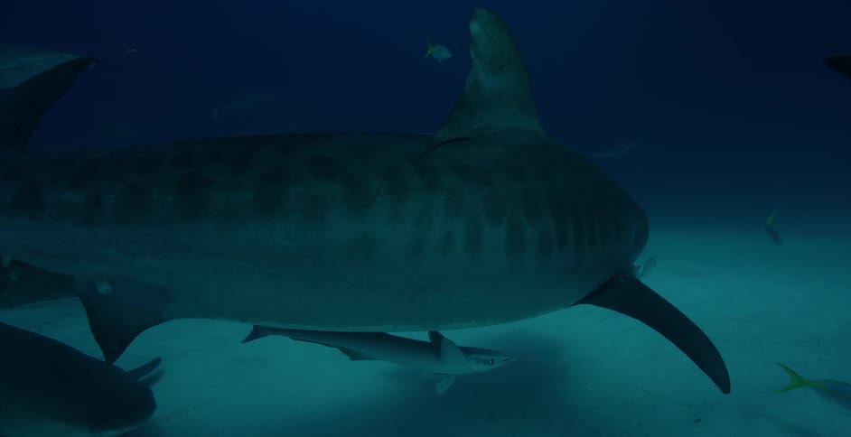 A shark makes a turn in the dark water