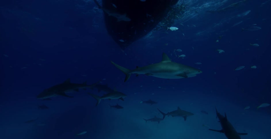 Sharks and fish swim under a boat