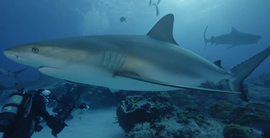 Divers swimming and filming as sharks swim all around them