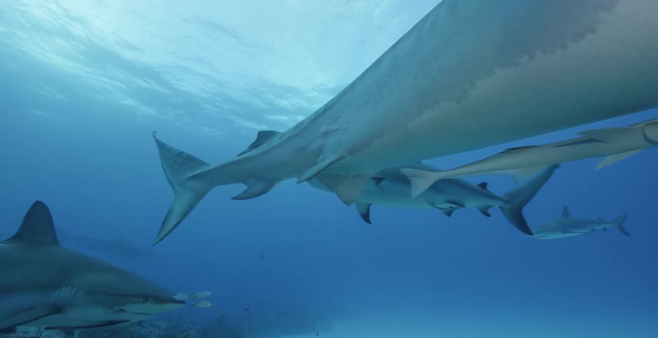 Sharks swim near coral and the ocean floor