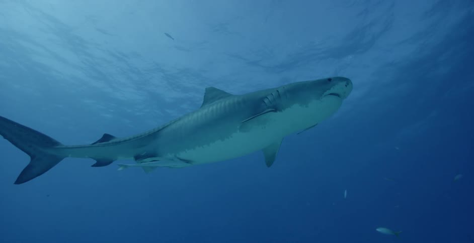 Shark swims in the ocean with smaller fish swimming nearby