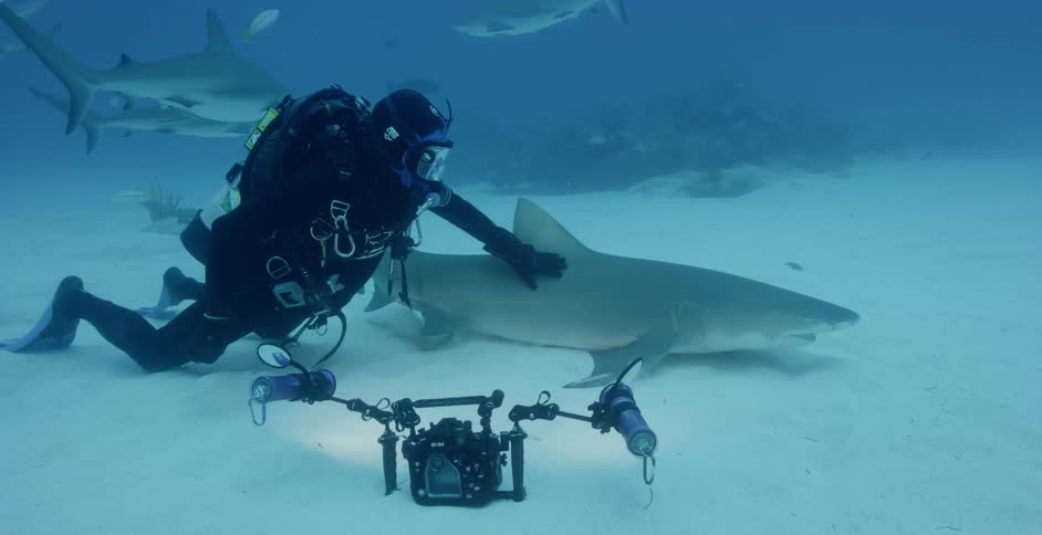 A scuba diver pets a shark resting on the sand before it swims away