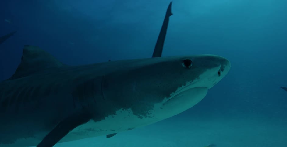 Sharks and fish are swimming near the ocean floor in daylight