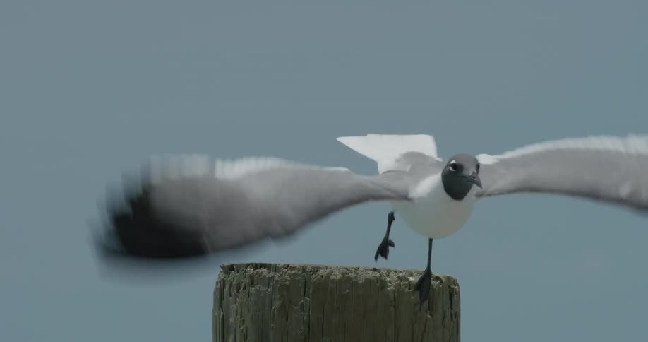A bird flies off from a log