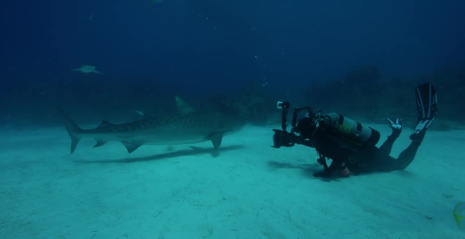 A shark swims low to the ground towards the diver