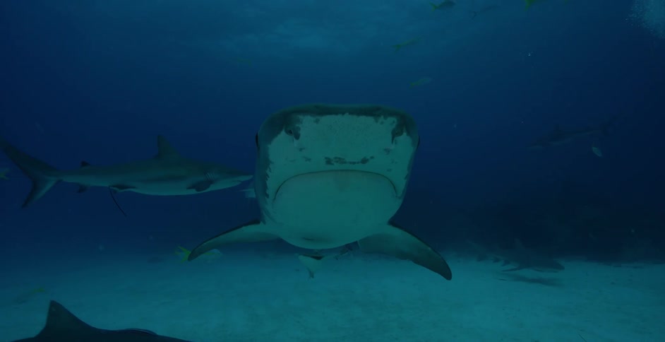 Several sharks swim in the ocean near smaller fish