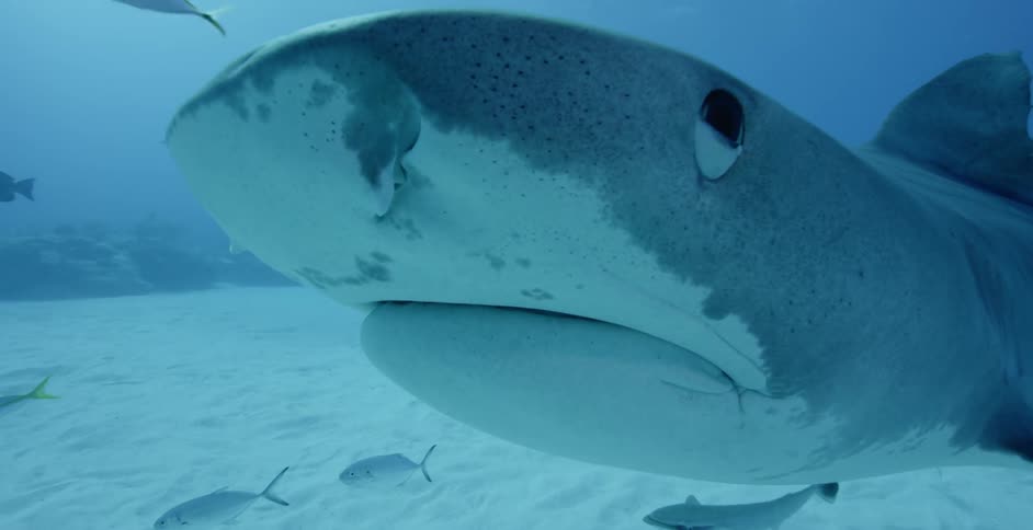 A shark swimming on the ocean bottom