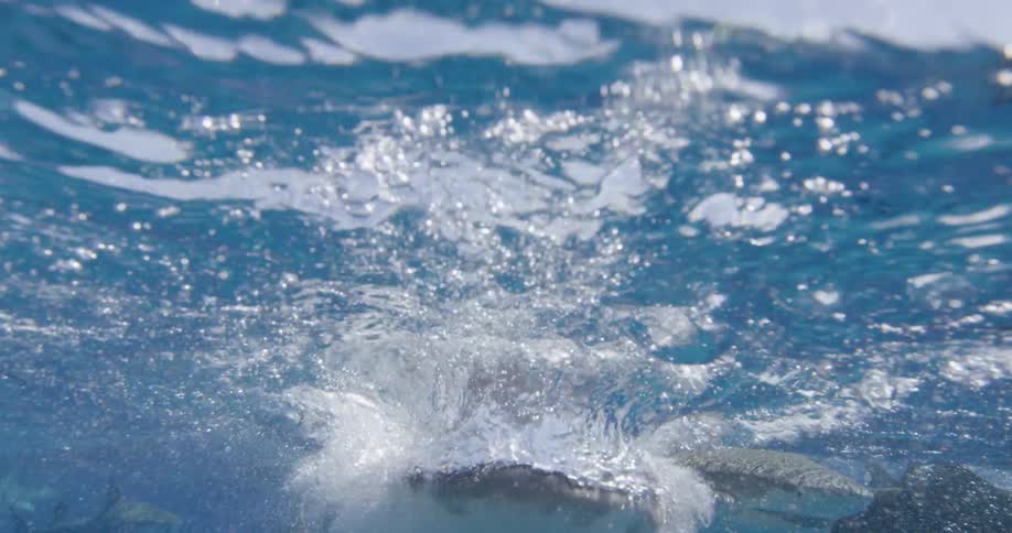 A shark is snatching a piece of bait near the ocean's surface in daylight