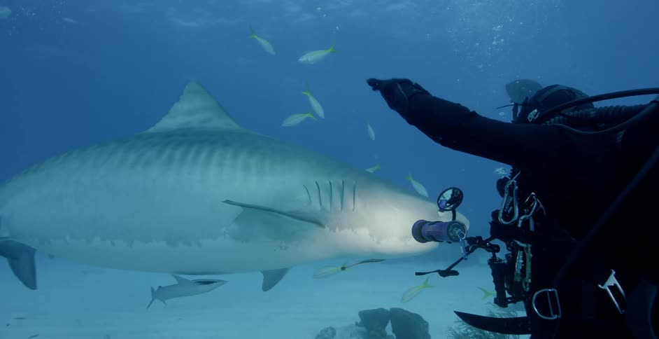 Divers capture shark on film