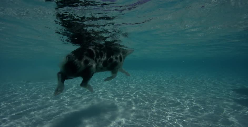 A pig swims in a pool