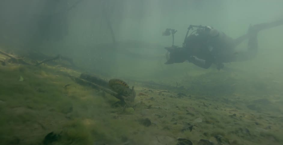 A diver photographs a large snake underwater
