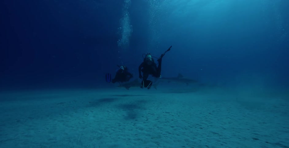 Divers swim with sharks in the ocean