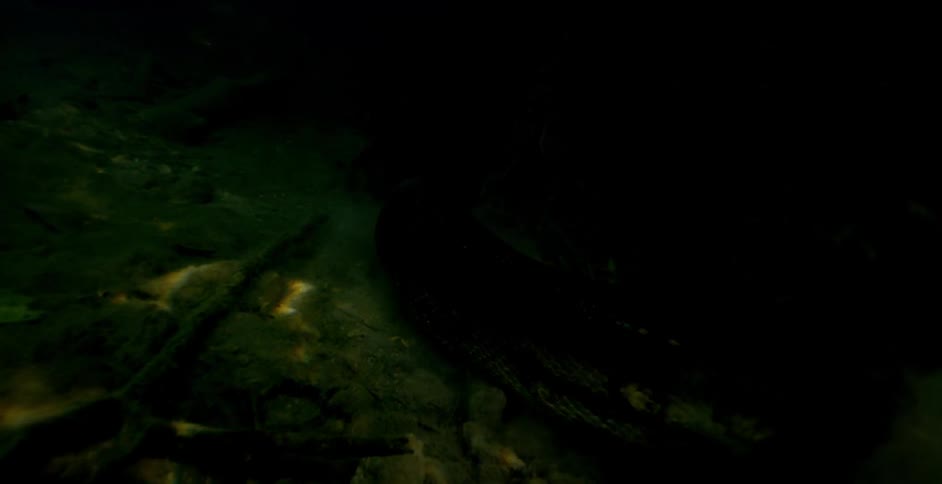 Underwater plants wave and flow
