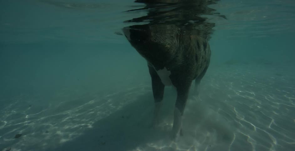 A pig swims in the ocean