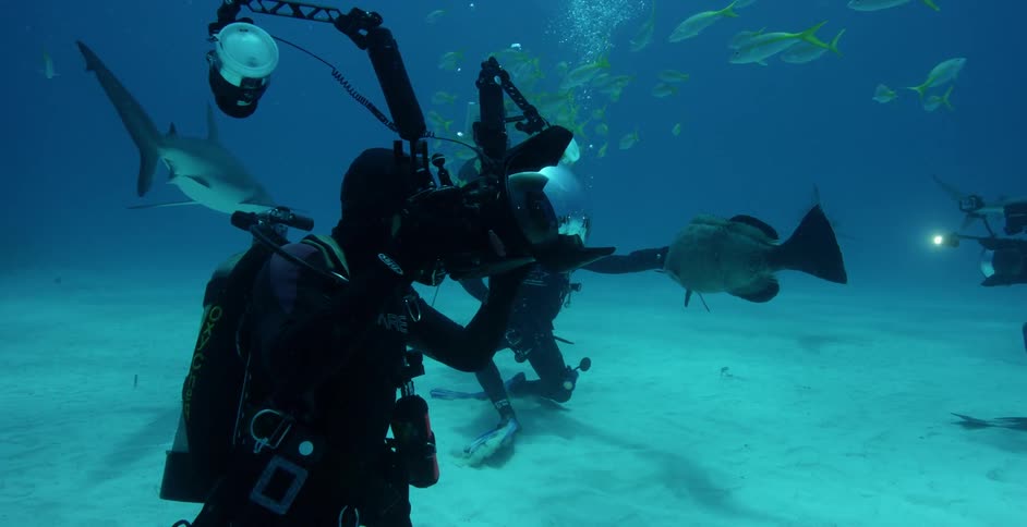 Scuba divers filming fish and sharks