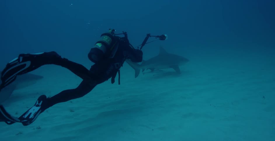 A scuba diver follows sharks while photographing