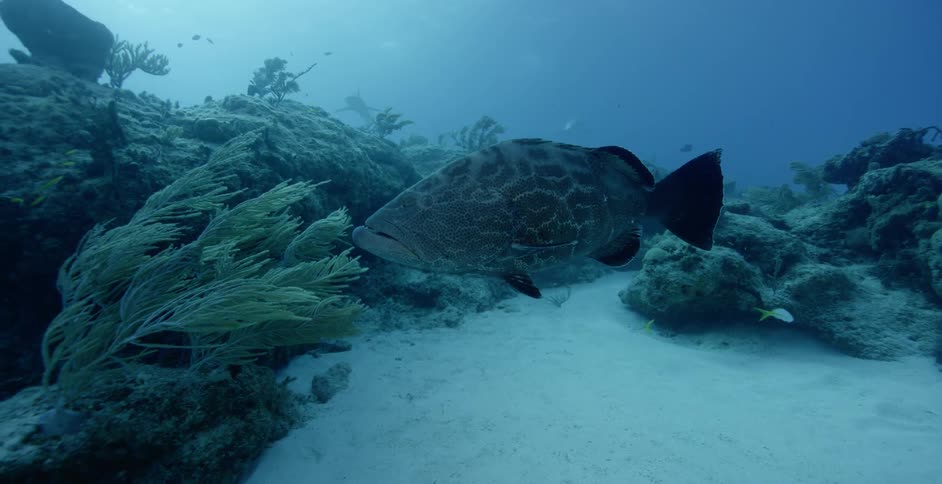 A fish swims in the ocean