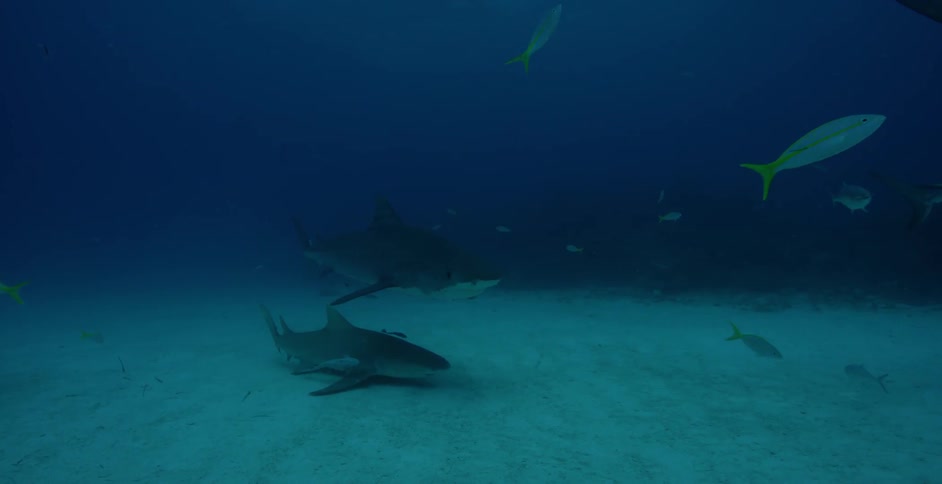Sharks and fish swim in the ocean