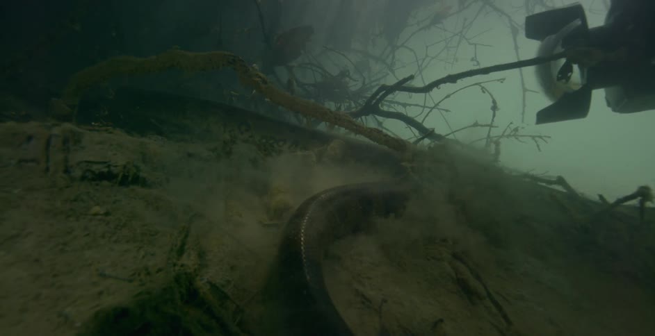 A large snake slithers underwater