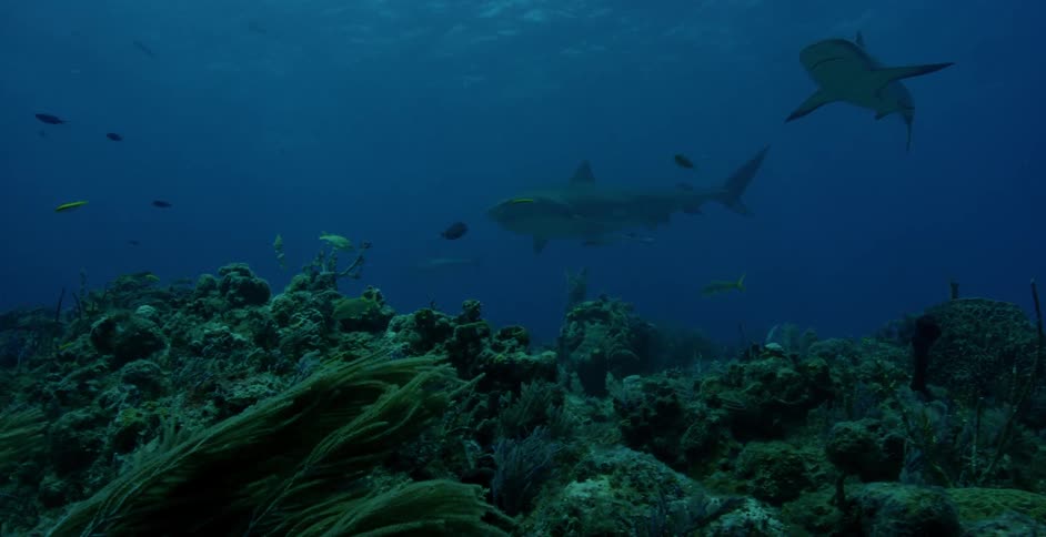 Sharks and fish swim in the ocean