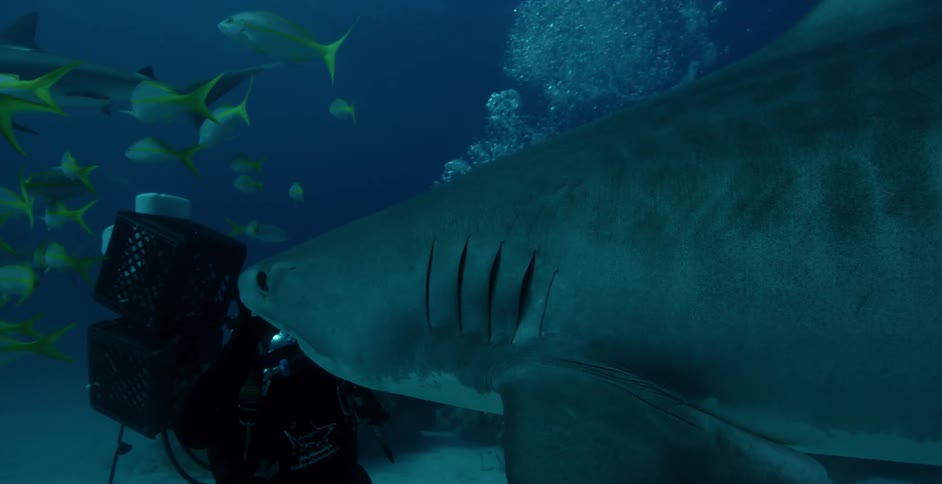 A diver pets the head of a shark