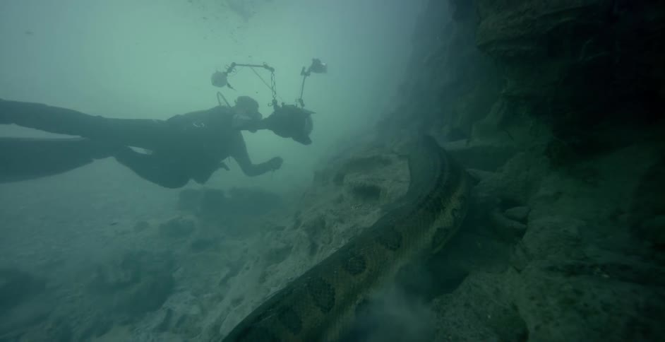 A diver swims alongside a large snake