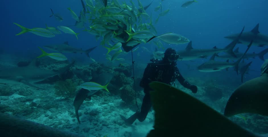 Diver swims with various sea creatures underwater