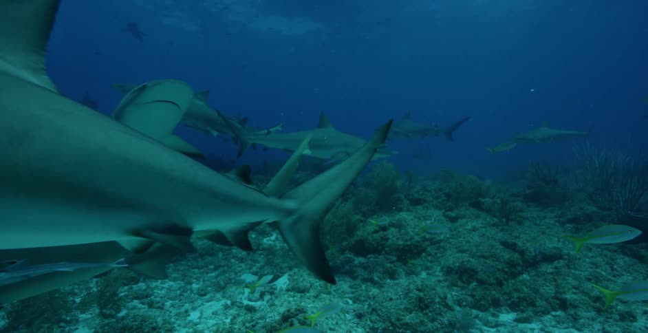 Sharks swim in the ocean
