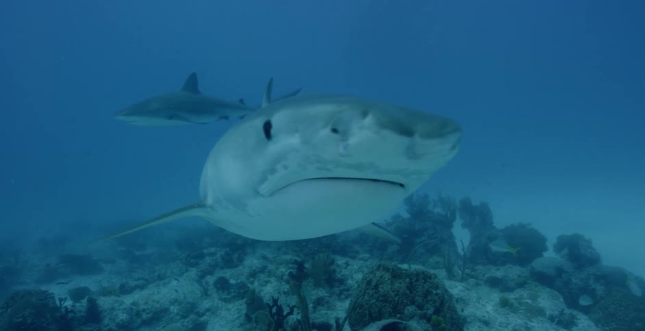 Sharks and fish swim in the ocean