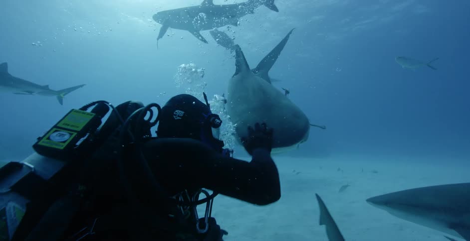 A diver swims with sharks and fish in the ocean