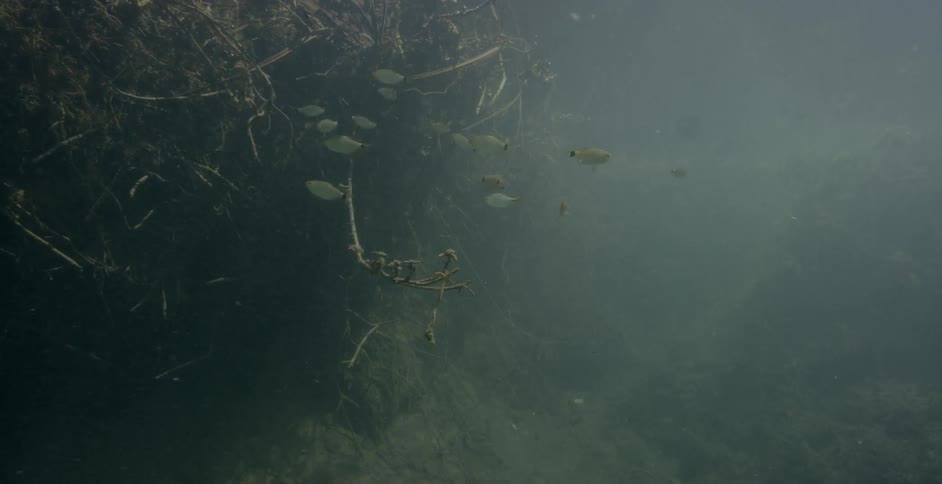 Small fish swim near underwater plants
