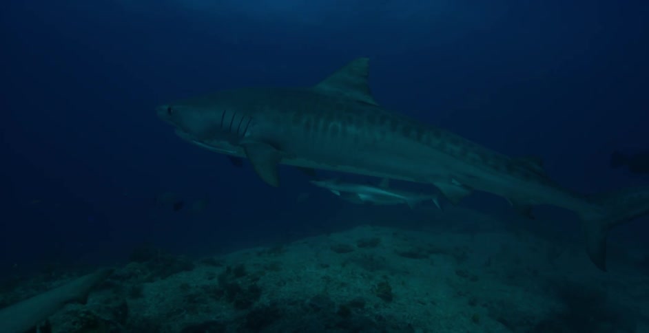 Sharks and fish swim in the ocean
