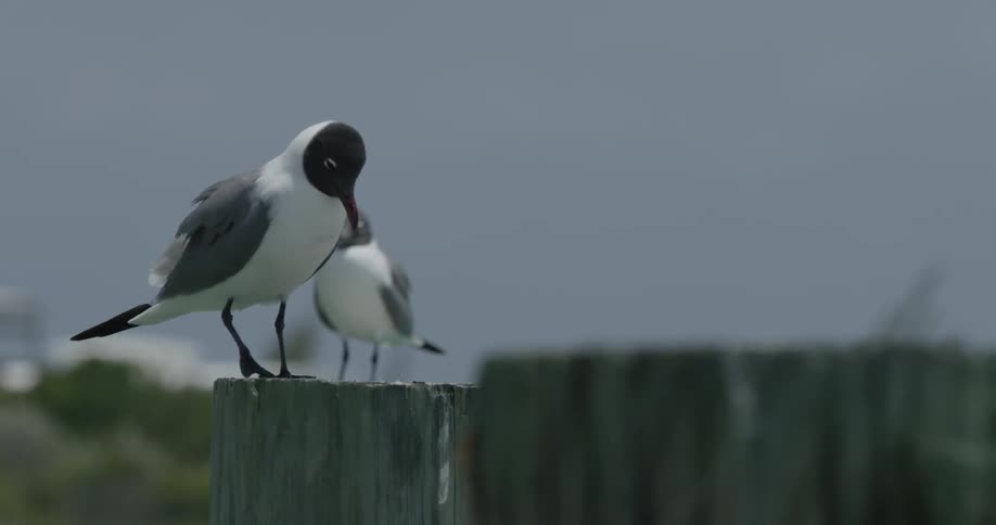 Two birds stand on a wooden post on a cloudy day