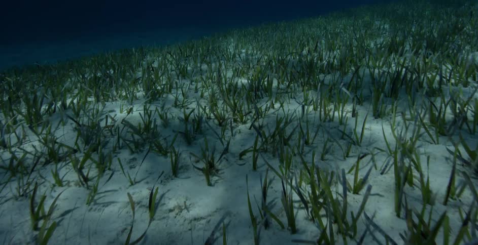 Seaweed covers the ocean floor