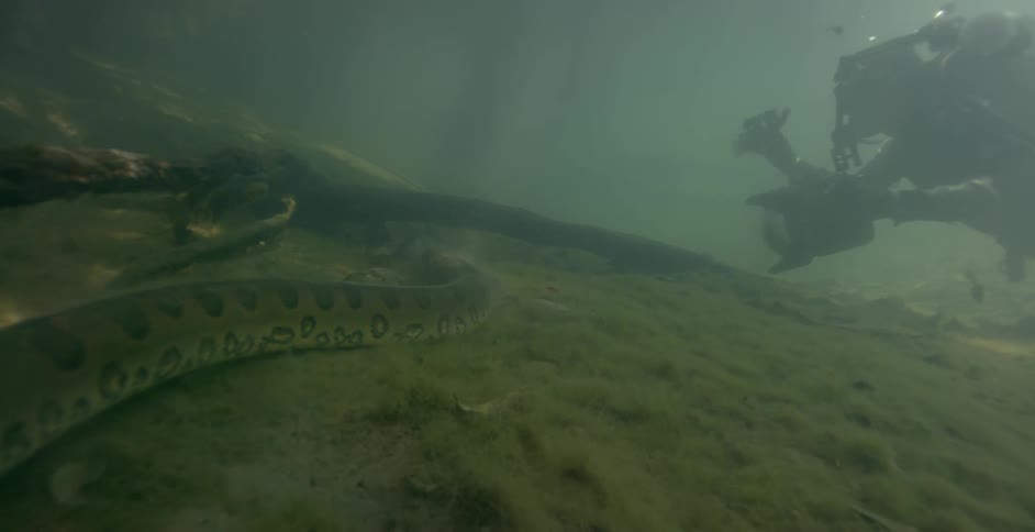 Snake swims in murky water