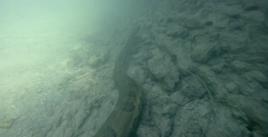 Long eel swims over rocks on the ocean floor
