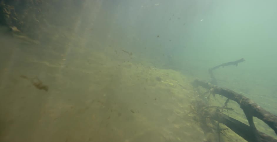 A large snake swims underwater