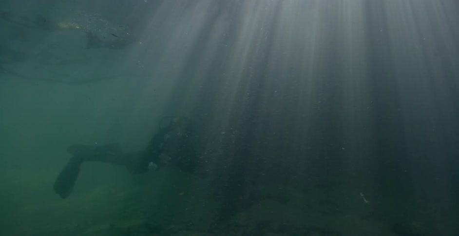 A diver swims with fish