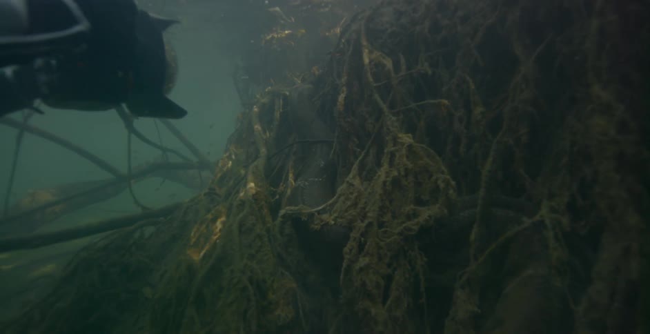 A diver is filming near submerged tree roots underwater in daylight