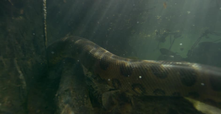 A large snake swims underwater