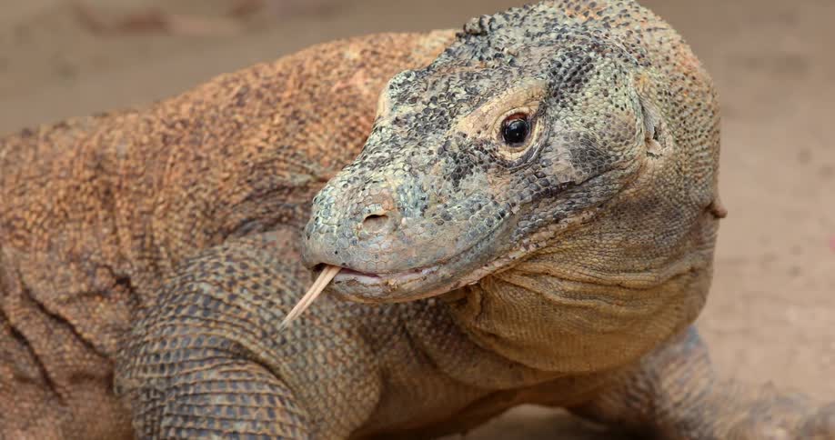 Komodo Dragon with tongue licking