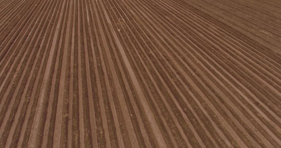 Rows in a crop field