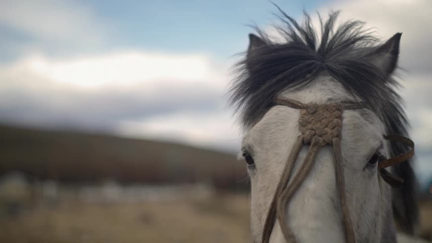 White horse with black mane stands outside in a pasture